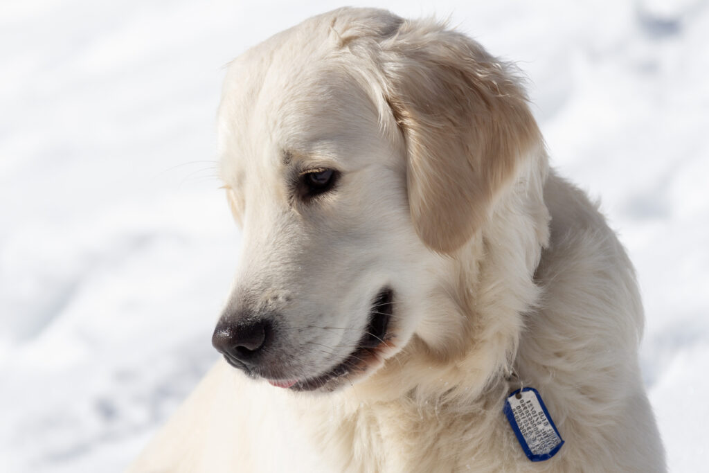 Onze Knut - Onze Gijs - Onze liefde!