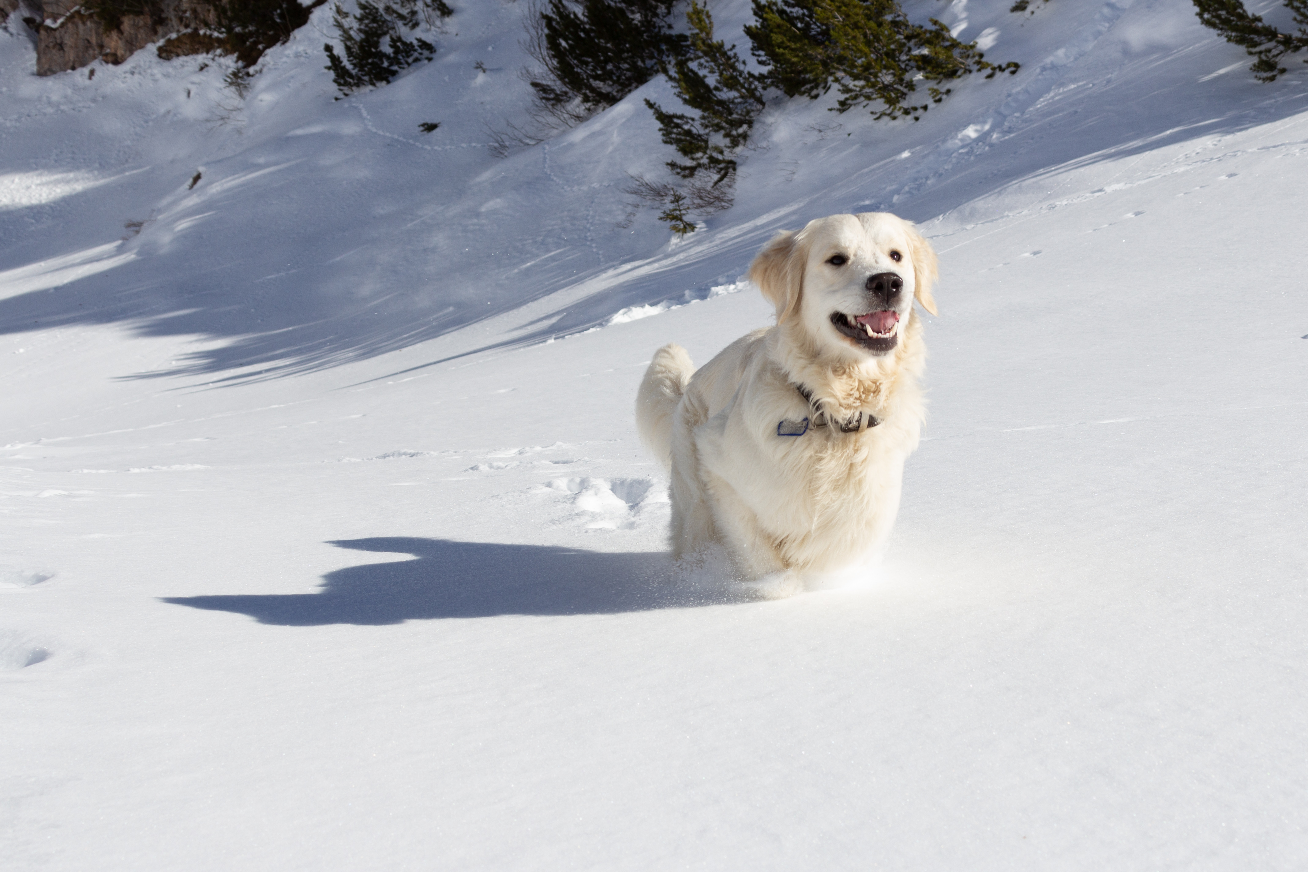 Fresh snow is the best!